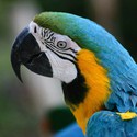 100 Pics level 73 Animals