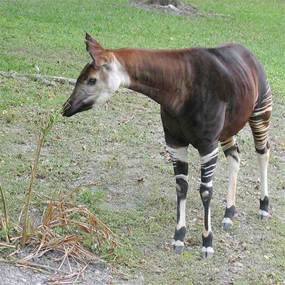 100 Pics level 74 Animals