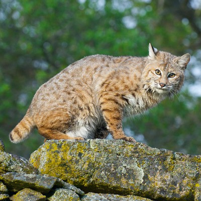 100 Pics level 75 Animals