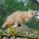 100 Pics level 75 Animals