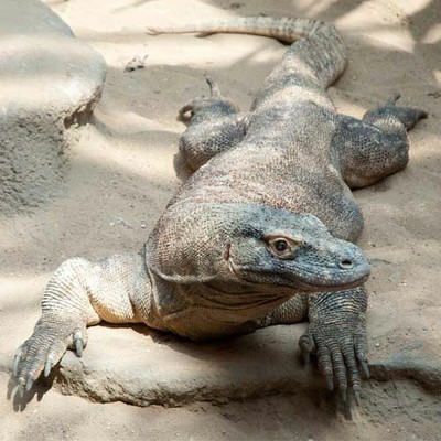 100 Pics level 76 Animals