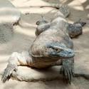 100 Pics level 76 Animals