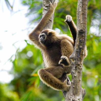 100 Pics level 77 Animals