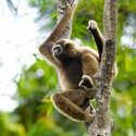 100 Pics level 77 Animals