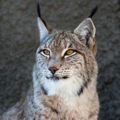 100 Pics level 78 Animals