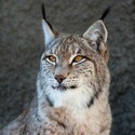 100 Pics level 78 Animals