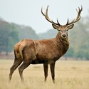 100 Pics level 79 Animals