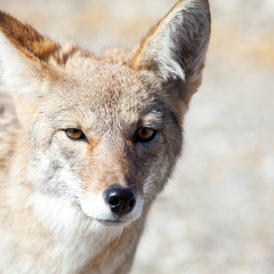 100 Pics level 80 Animals