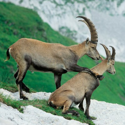 100 Pics level 83 Animals