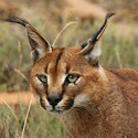 100 Pics level 84 Animals