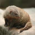 100 Pics level 85 Animals