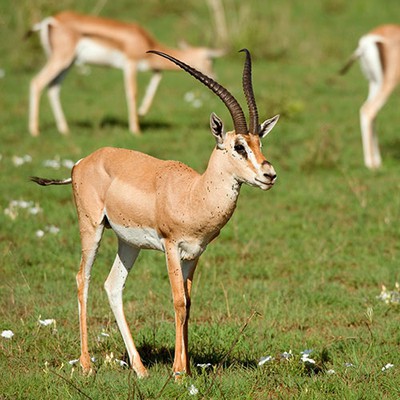 100 Pics level 86 Animals