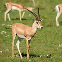 100 Pics level 86 Animals