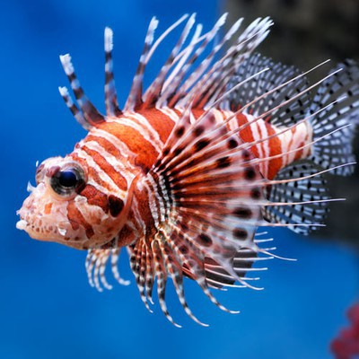 100 Pics level 90 Animals