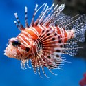 100 Pics level 90 Animals