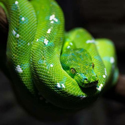 100 Pics level 91 Animals