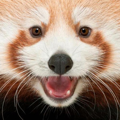 100 Pics level 92 Animals
