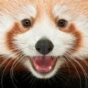 100 Pics level 92 Animals