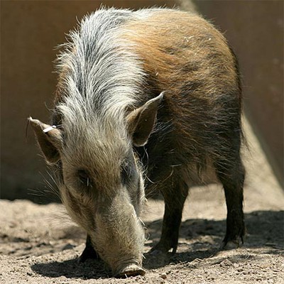 100 Pics level 93 Animals