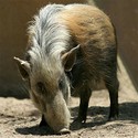 100 Pics level 93 Animals