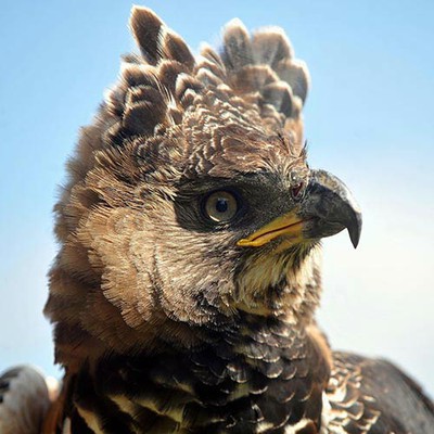 100 Pics level 94 Animals