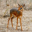 100 Pics level 95 Animals