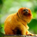 100 Pics level 96 Animals