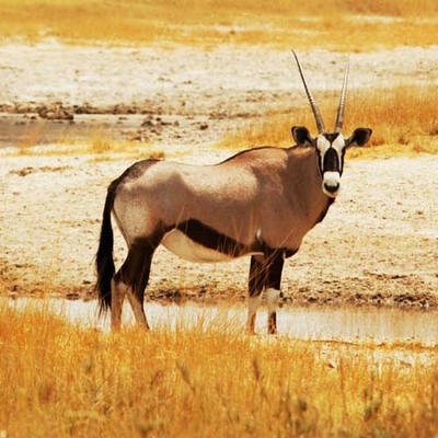 100 Pics level 97 Animals