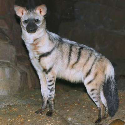 100 Pics level 98 Animals