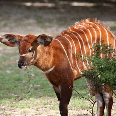 100 Pics level 99 Animals