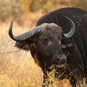 100 Pics level 100 Animals