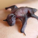 100 Pics Baby Animals Answers Level 1