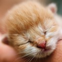 100 Pics Baby Animals Answers Level 3
