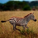100 Pics Baby Animals Answers Level 4