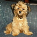 100 Pics Baby Animals Answers Level 5