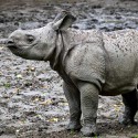 100 Pics Baby Animals Answers Level 8
