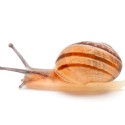 100 Pics Baby Animals Answers Level 9