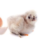 100 Pics Baby Animals Answers Level 11