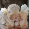 100 Pics Baby Animals Answers Level 12