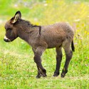 100 Pics Baby Animals Answers Level 13