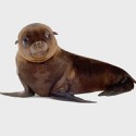 100 Pics Baby Animals Answers Level 14