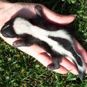 100 Pics Baby Animals Answers Level 15