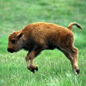 100 Pics Baby Animals Answers Level 16