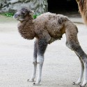 100 Pics Baby Animals Answers Level 17