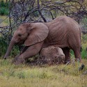 100 Pics Baby Animals Answers Level 18