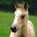100 Pics Baby Animals Answers Level 19