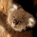 100 Pics Baby Animals Answers Level 20