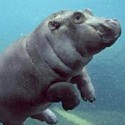 100 Pics Baby Animals Answers Level 21