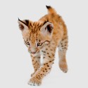 100 Pics Baby Animals Answers Level 22