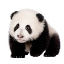 100 Pics Baby Animals Answers Level 23